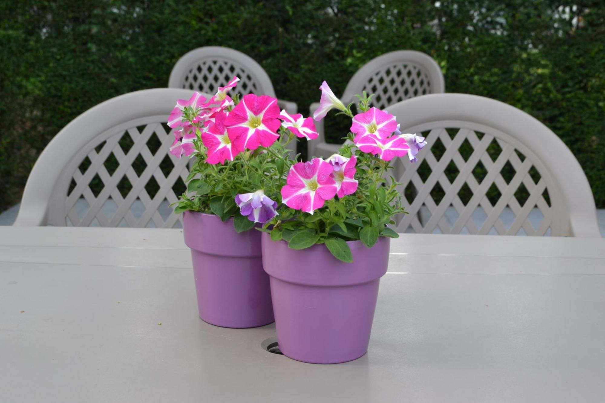 Lobelia-brugge 4* Bruges