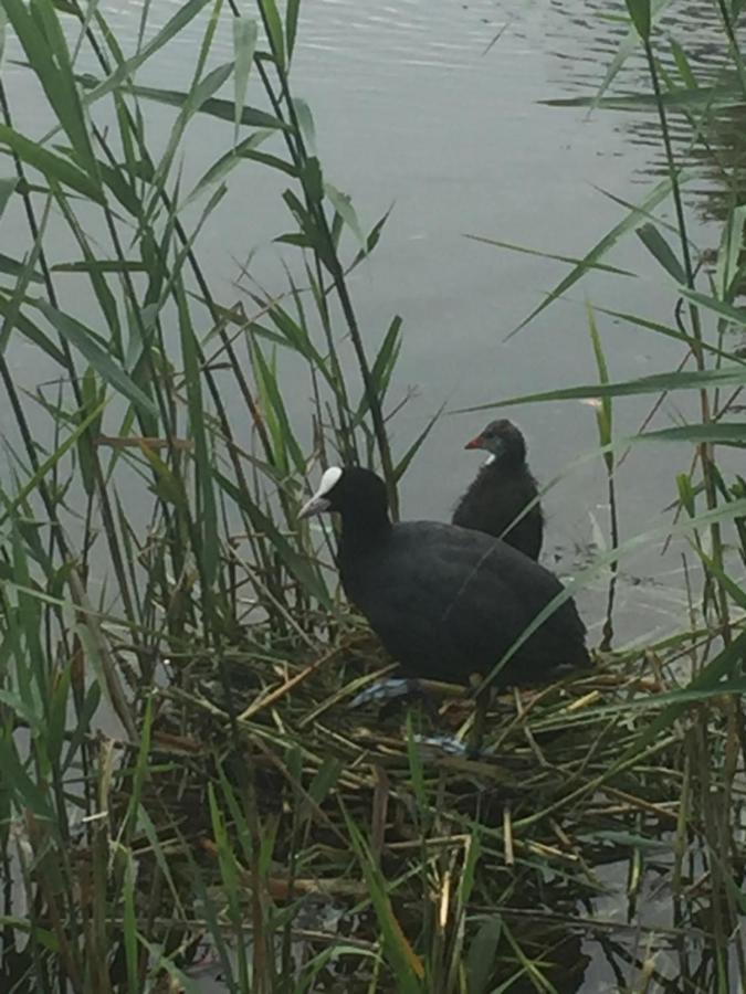 Bed & Breakfast Logies De Meerkoet *