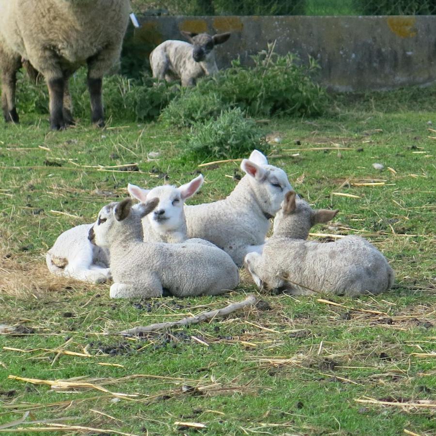Hoeve Chartreuse *