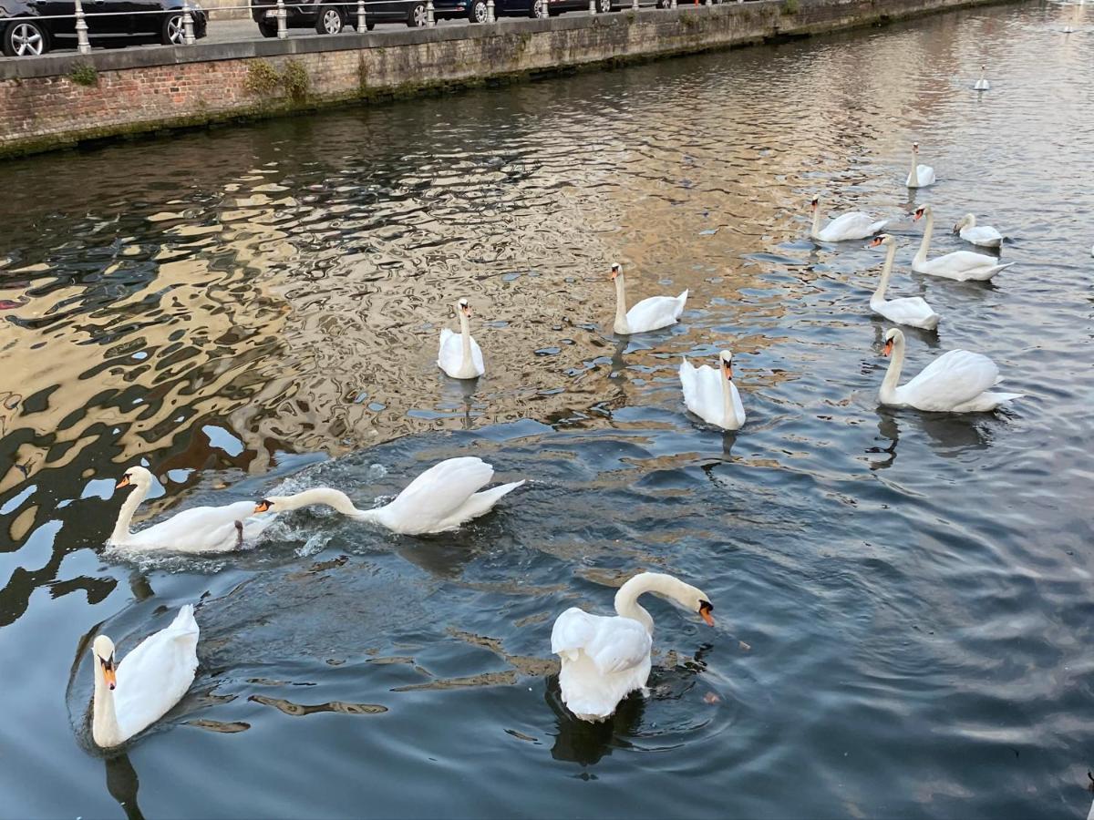 Anna9 * Bruges