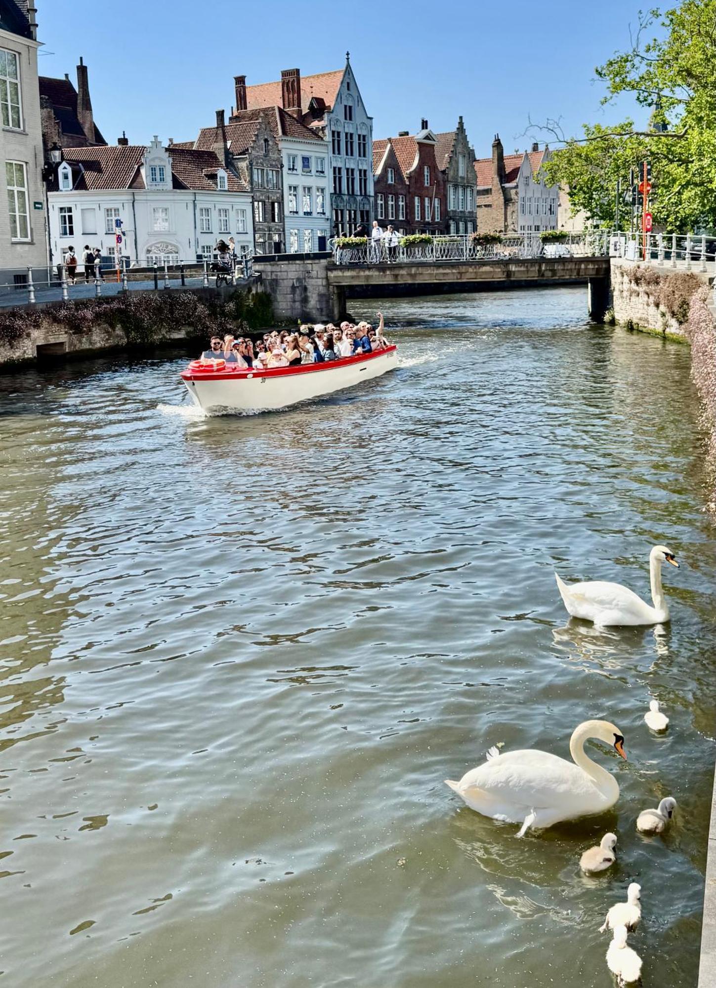 Bed & Breakfast Sleeping Swan Bruges